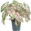 Caladium (Caladium 'Carousel') D 12 H 25 Cm -Groene Bloom Winkel 8717263288930 1