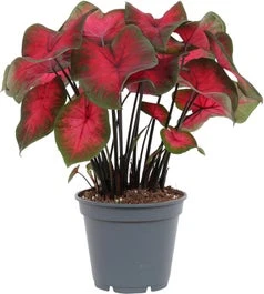 Caladium (Caladium 'Postman Joyner') D 17 H 40 Cm