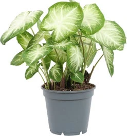 Caladium (Caladium 'Aaron') D 17 H 40 Cm