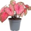 Caladium (Caladium 'Party Punch') D 17 H 40 Cm -Groene Bloom Winkel 8717263288961