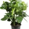 Gatenplant (Monstera Deliciosa) D 32 H 80 Cm -Groene Bloom Winkel 8717263289760