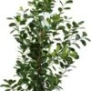Vijgenboom (Ficus Microcapra 'Moclame') D 27 H 140 Cm 1 Vijgenboom (Ficus Microcapra 'Moclame') D 27 H 140 Cm -Groene Bloom Winkel 8717263289791