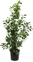 Vijgenboom (Ficus Microcapra 'Moclame') D 27 H 140 Cm