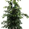 Treurvijg (Ficus Benjamina 'Danielle') D 27 H 135 Cm 2 Treurvijg (Ficus Benjamina 'Danielle') D 27 H 135 Cm -Groene Bloom Winkel 8717263289821 1