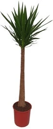 Yucca (Yucca 'Maya Tree') D 32 H 160 Cm
