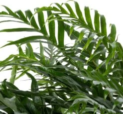 Slangenblad (Aglaomorpha Coronans 'Jim') D 37 H 80 Cm -Groene Bloom Winkel 8717263291114 2