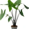 Alocasia (Alocasia 'Black Zebrina') D 24 H 110 Cm 1 Alocasia (Alocasia 'Black Zebrina') D 24 H 110 Cm -Groene Bloom Winkel 8717263291237 0