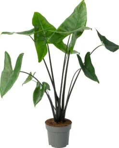 Alocasia (Alocasia 'Black Zebrina') D 24 H 110 Cm