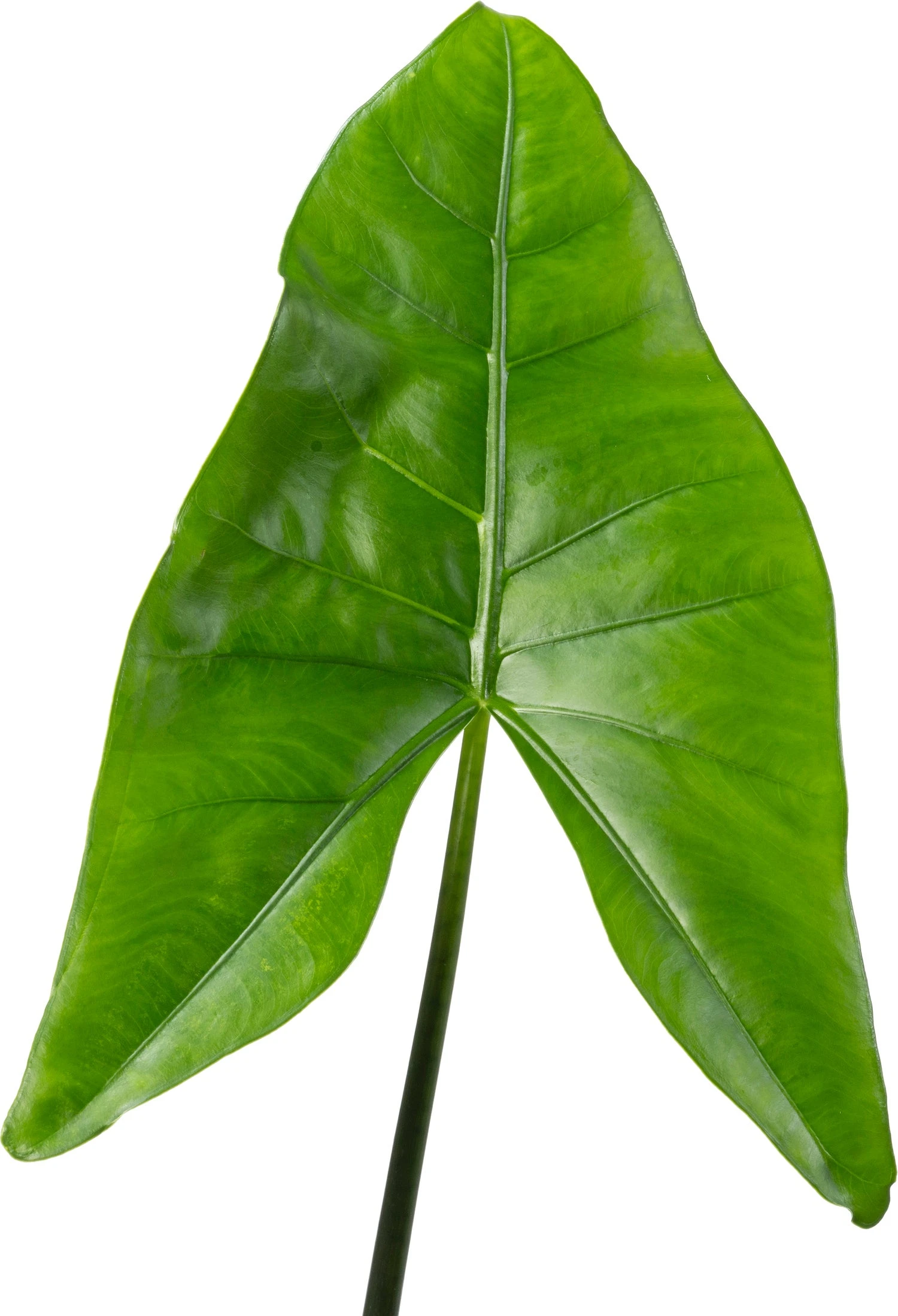 Alocasia (Alocasia 'Black Zebrina') D 24 H 110 Cm 4 Alocasia (Alocasia 'Black Zebrina') D 24 H 110 Cm - Afbeelding 2