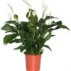 Lepelplant (Spathiphyllum 'Sweet Lauretta') D 24 H 105 Cm 2 Lepelplant (Spathiphyllum 'Sweet Lauretta') D 24 H 105 Cm -Groene Bloom Winkel 8717263410003
