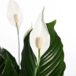 Lepelplant (Spathiphyllum 'Sweet Lauretta') D 24 H 105 Cm 5 Lepelplant (Spathiphyllum 'Sweet Lauretta') D 24 H 105 Cm -Groene Bloom Winkel 8717263410003 2