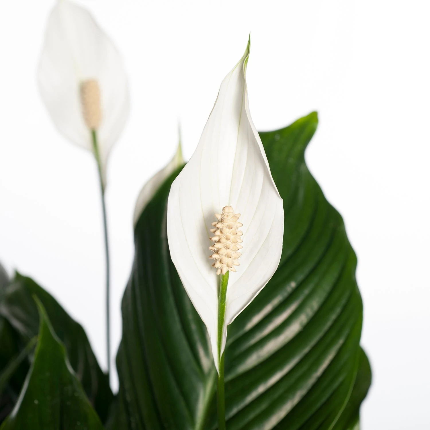 Lepelplant (Spathiphyllum 'Sweet Lauretta') D 24 H 105 Cm 4 Lepelplant (Spathiphyllum 'Sweet Lauretta') D 24 H 105 Cm - Afbeelding 2