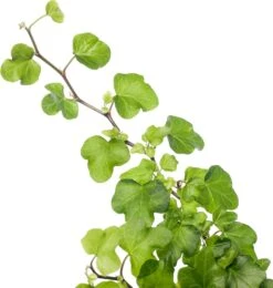 Klimop (Hedera Helix 'Wonder') D 13 H 25 Cm -Groene Bloom Winkel 8717263410027 1 2