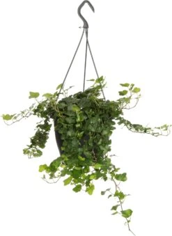 Klimop In Hangpot (Hedera Helix 'Wonder') D 19 H 40 Cm