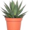 Agave (Agave 'Shaka Zulu') D 15 H 30 Cm 1 Agave (Agave 'Shaka Zulu') D 15 H 30 Cm -Groene Bloom Winkel 8717263410317 2