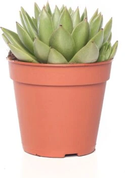 Echeveria (Echeveria 'Miranda') D 12 H 14 Cm