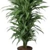 Drakenbloedboom (Dracaena Fragrans 'Warneckei') D 27 H 110 Cm -Groene Bloom Winkel 8717263410522