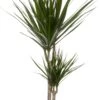 Drakenbloedboom (Dracaena Marginata 'Magenta') D 19 H 100 Cm 1 Drakenbloedboom (Dracaena Marginata 'Magenta') D 19 H 100 Cm -Groene Bloom Winkel 8717263410539