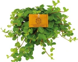 Peperomia (Peperomia Rotundifolia) D 10,5 H 15 Cm 3 Peperomia (Peperomia Rotundifolia) D 10,5 H 15 Cm