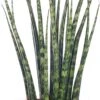 Vrouwentong (Sansevieria 'Fernwood Mikado') D 10 H 30 Cm -Groene Bloom Winkel 8717263410751 1