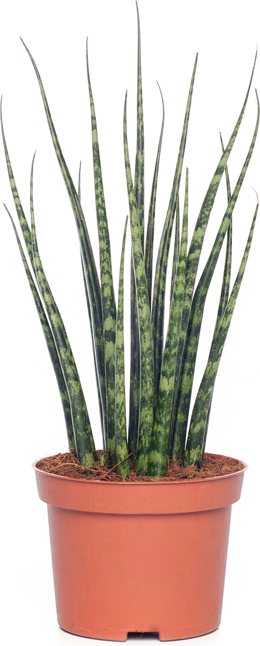 Vrouwentong (Sansevieria 'Fernwood Mikado') D 10 H 30 Cm 3 Vrouwentong (Sansevieria 'Fernwood Mikado') D 10 H 30 Cm