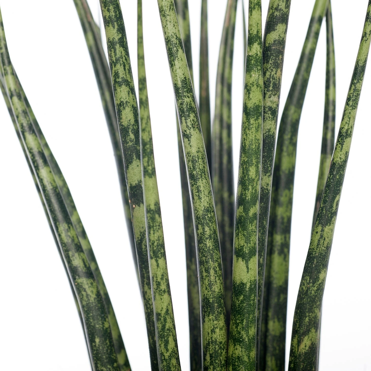 Vrouwentong (Sansevieria 'Fernwood Mikado') D 10 H 30 Cm 4 Vrouwentong (Sansevieria 'Fernwood Mikado') D 10 H 30 Cm - Afbeelding 2