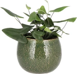 Hartjesvaren (Hemionitis Arifolia) D 12 H 30 Cm 3 Hartjesvaren (Hemionitis Arifolia) D 12 H 30 Cm