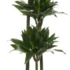 Drakenbloedboom (Dracaena Fragrans (C) 'Green Jewel') D 24 H 140 Cm -Groene Bloom Winkel 8717263410980 2