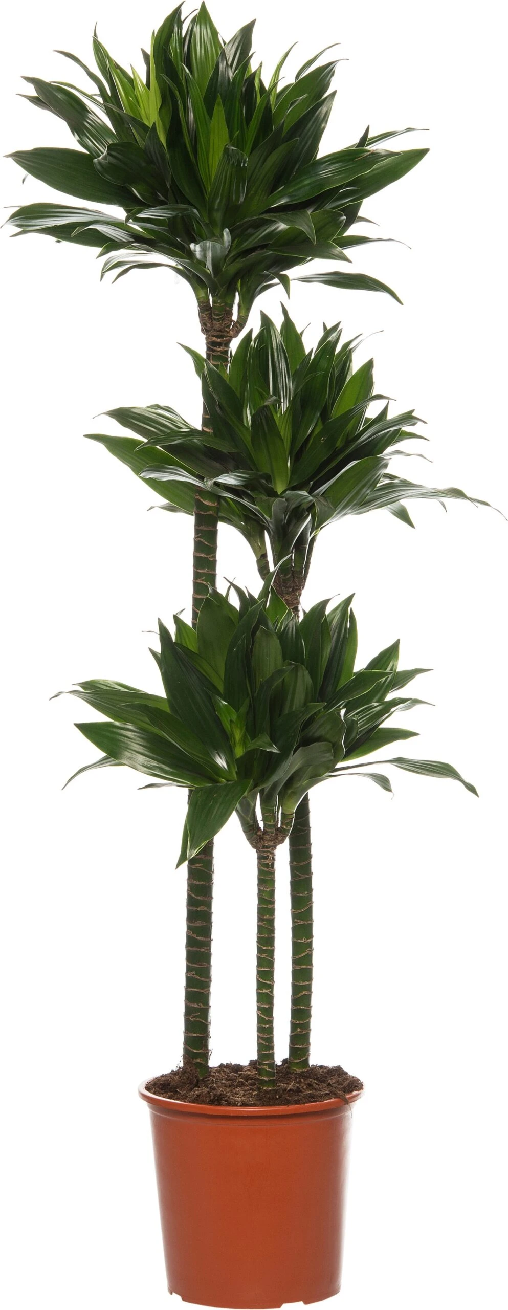 Drakenbloedboom (Dracaena Fragrans (C) 'Green Jewel') D 24 H 140 Cm 3 Drakenbloedboom (Dracaena Fragrans (C) 'Green Jewel') D 24 H 140 Cm