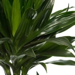Drakenbloedboom (Dracaena Fragrans (C) 'Green Jewel') D 24 H 140 Cm 5 Drakenbloedboom (Dracaena Fragrans (C) 'Green Jewel') D 24 H 140 Cm -Groene Bloom Winkel 8717263410980 2 2