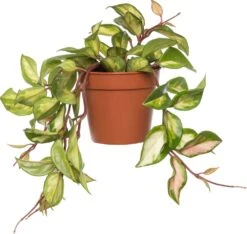 Wasbloem (Hoya Carnosa 'Tricolor') D 12 H 15 Cm