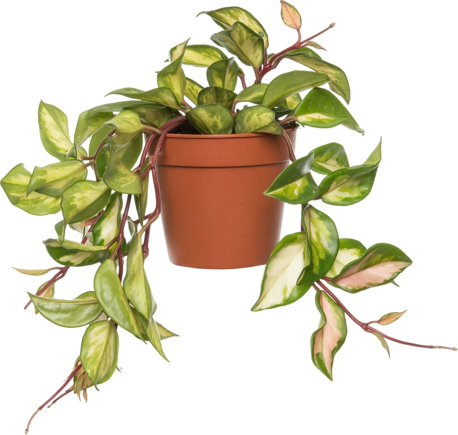 Wasbloem (Hoya Carnosa 'Tricolor') D 12 H 15 Cm 3 Wasbloem (Hoya Carnosa 'Tricolor') D 12 H 15 Cm