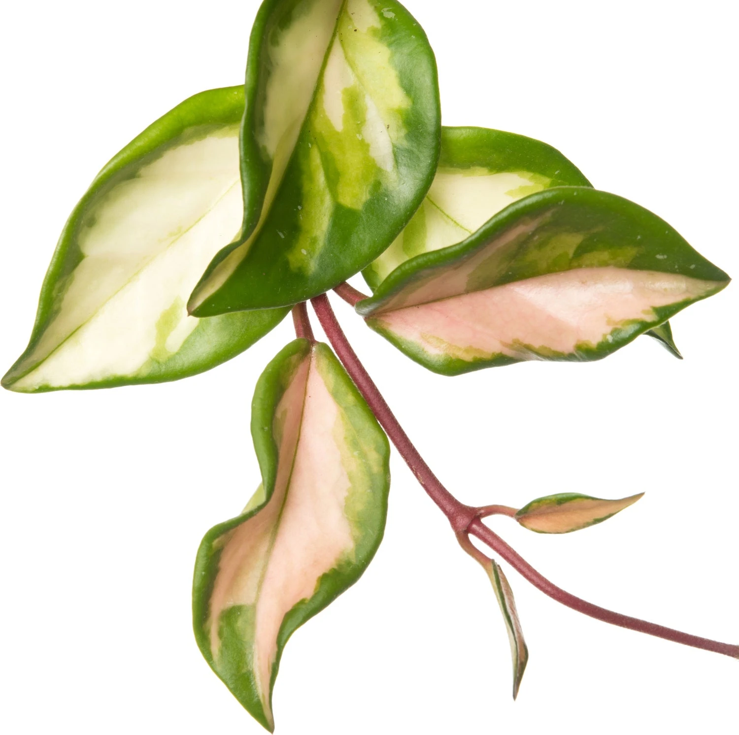 Wasbloem (Hoya Carnosa 'Tricolor') D 12 H 15 Cm 4 Wasbloem (Hoya Carnosa 'Tricolor') D 12 H 15 Cm - Afbeelding 2