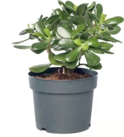 Crassula (Crassula Ovata) D 17 H 25 Cm