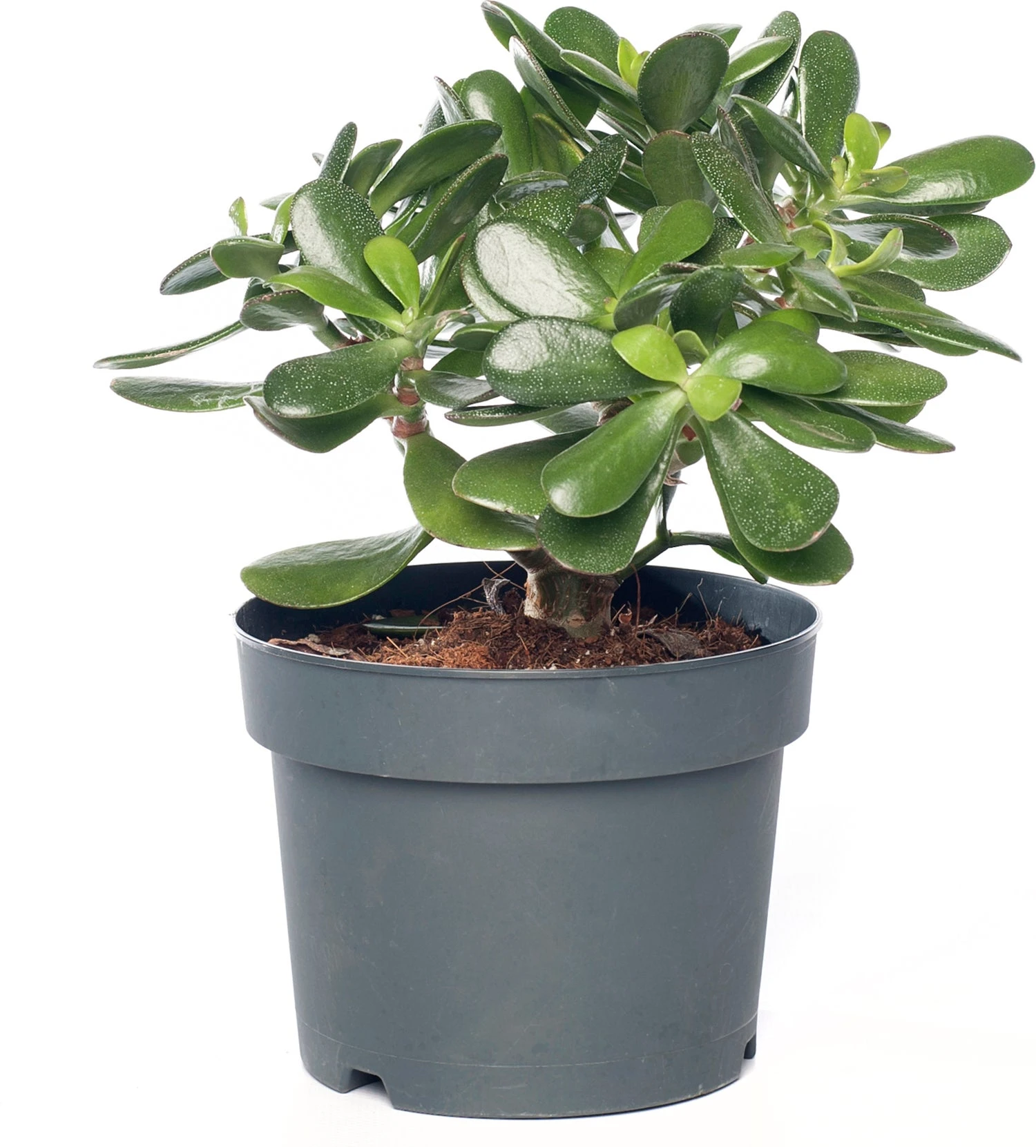 Crassula (Crassula Ovata) D 17 H 25 Cm 3 Crassula (Crassula Ovata) D 17 H 25 Cm