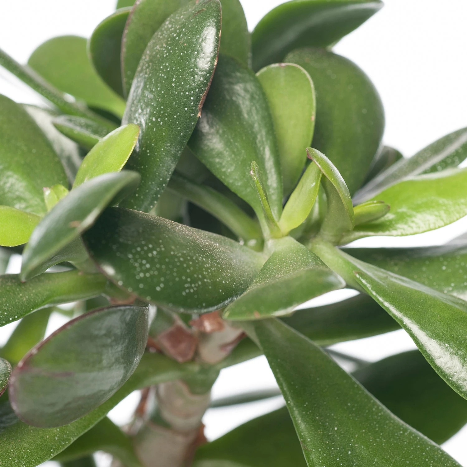 Crassula (Crassula Ovata) D 17 H 25 Cm 4 Crassula (Crassula Ovata) D 17 H 25 Cm - Afbeelding 2