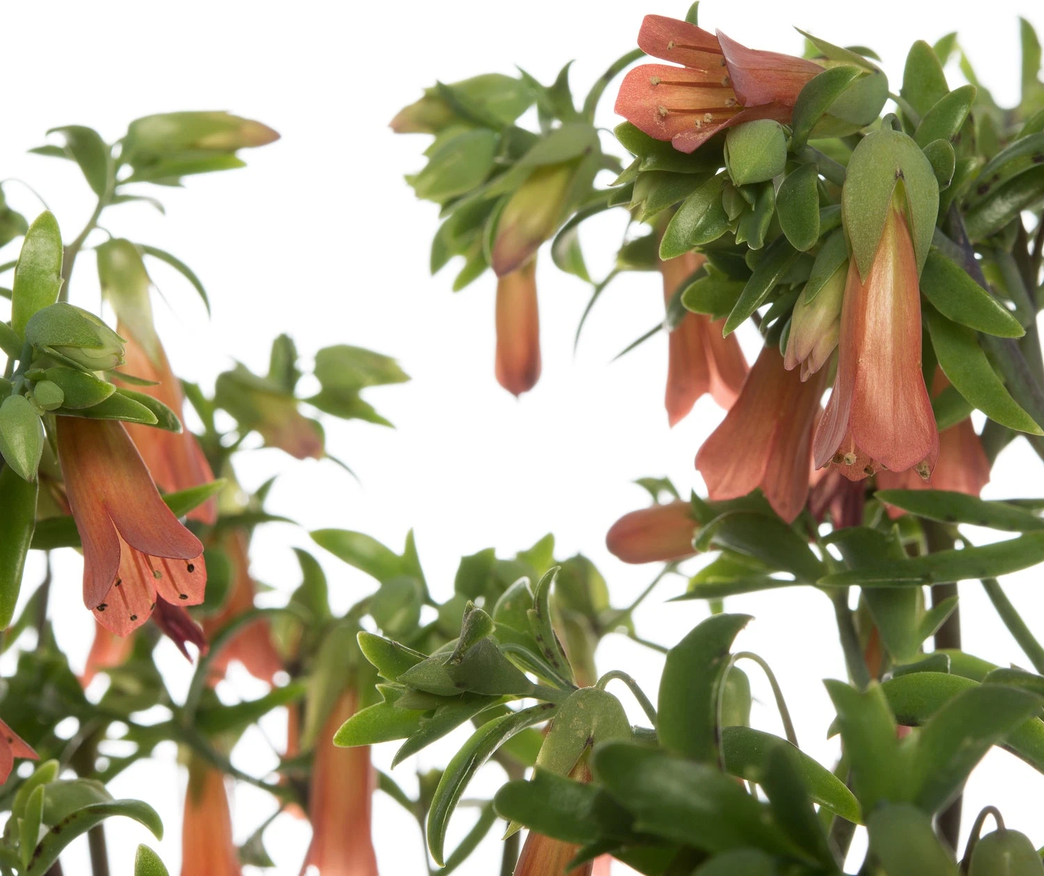 Kalanchoë (Kalanchoë 'Lucky Bells') D 14 H 45 Cm 4 Kalanchoë (Kalanchoë 'Lucky Bells') D 14 H 45 Cm - Afbeelding 2