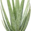 Aloë (Aloë Vera) D 21 H 70 Cm 2 Aloë (Aloë Vera) D 21 H 70 Cm -Groene Bloom Winkel 8717263411642