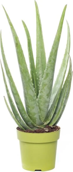Aloë (Aloë Vera) D 21 H 70 Cm