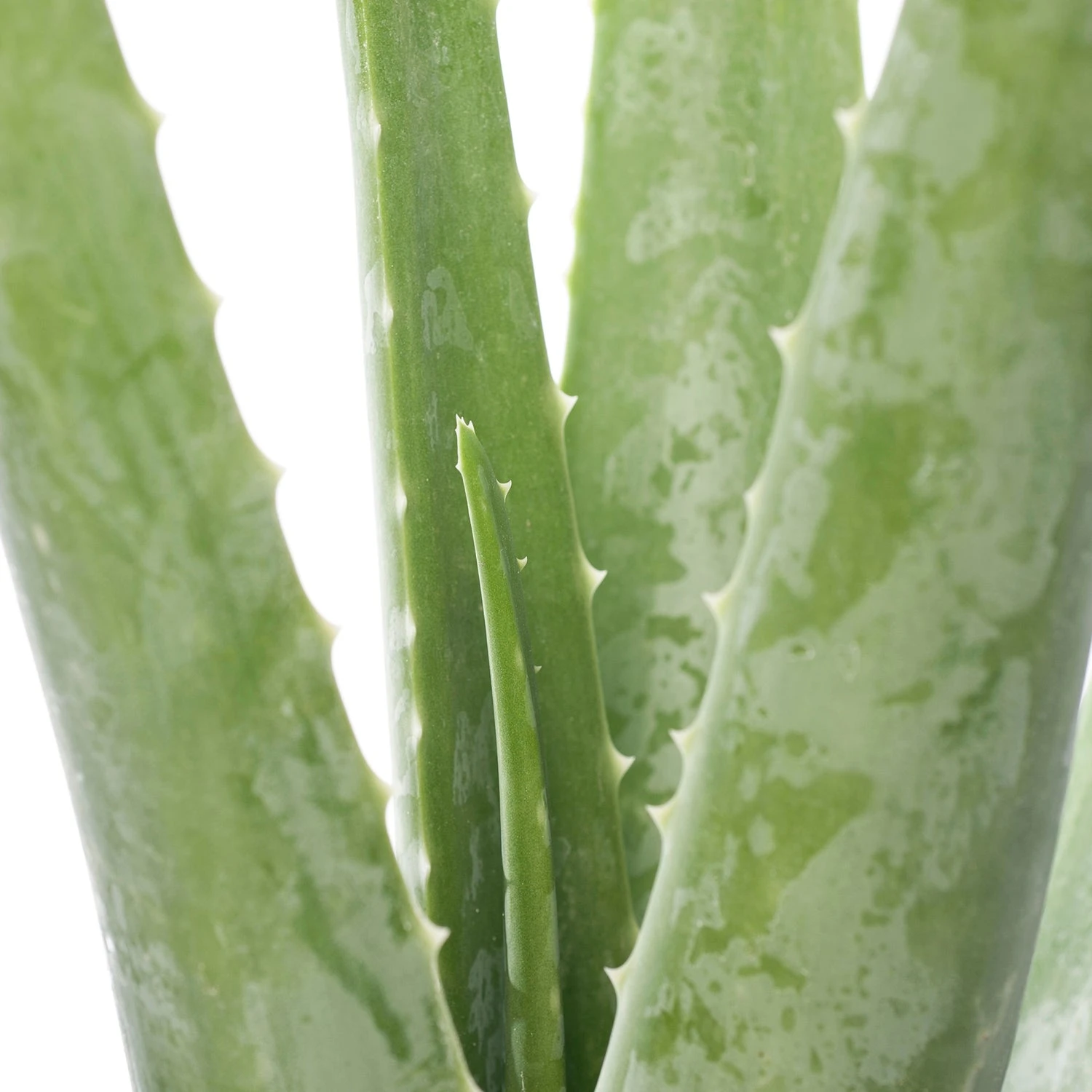 Aloë (Aloë Vera) D 21 H 70 Cm 4 Aloë (Aloë Vera) D 21 H 70 Cm - Afbeelding 2