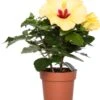 Hibiscus (Hibiscus Rosa-sinensis 'Adonis Yellow') D 13 H 35 Cm -Groene Bloom Winkel 8717263411819 1 1