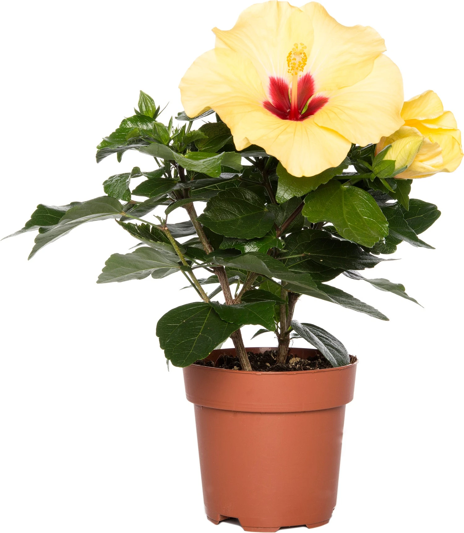 Hibiscus (Hibiscus Rosa-sinensis 'Adonis Yellow') D 13 H 35 Cm