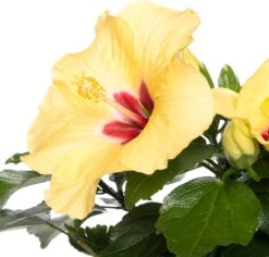 Groene Bloom Winkel -Groene Bloom Winkel 8717263411819 1 2