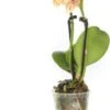 Mini Vlinderorchidee 2 Tak (Phalaenopsis) Geel Oranje D 6 H 17 Cm 1 Mini Vlinderorchidee 2 Tak (Phalaenopsis) Geel Oranje D 6 H 17 Cm -Groene Bloom Winkel 8717263412076 1