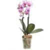 Mini Vlinderorchidee 2 Tak (Phalaenopsis) Roze D 6 H 17 Cm -Groene Bloom Winkel 8717263412083 1