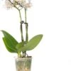 Vlinderorchidee 2 Tak (Phalaenopsis 'Little Lady') Wit D 6 H 18 Cm 1 Vlinderorchidee 2 Tak (Phalaenopsis 'Little Lady') Wit D 6 H 18 Cm -Groene Bloom Winkel 8717263412113 1 1