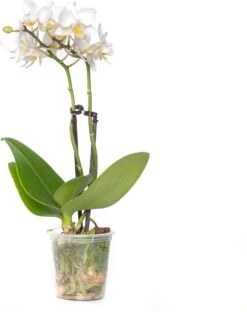 Vlinderorchidee 2 Tak (Phalaenopsis 'Little Lady') Wit D 6 H 18 Cm