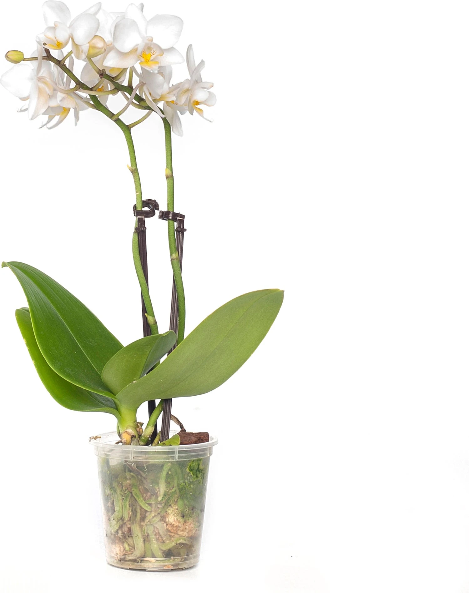 Vlinderorchidee 2 Tak (Phalaenopsis 'Little Lady') Wit D 6 H 18 Cm 3 Vlinderorchidee 2 Tak (Phalaenopsis 'Little Lady') Wit D 6 H 18 Cm