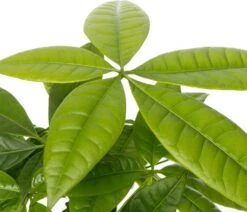 Geldboom (Pachira Aquatica) D 12 H 45 Cm -Groene Bloom Winkel 8717263412199 2