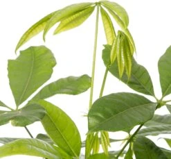 Geldboom (Pachira Aquatica) D 17 H 50 Cm -Groene Bloom Winkel 8717263412700 2